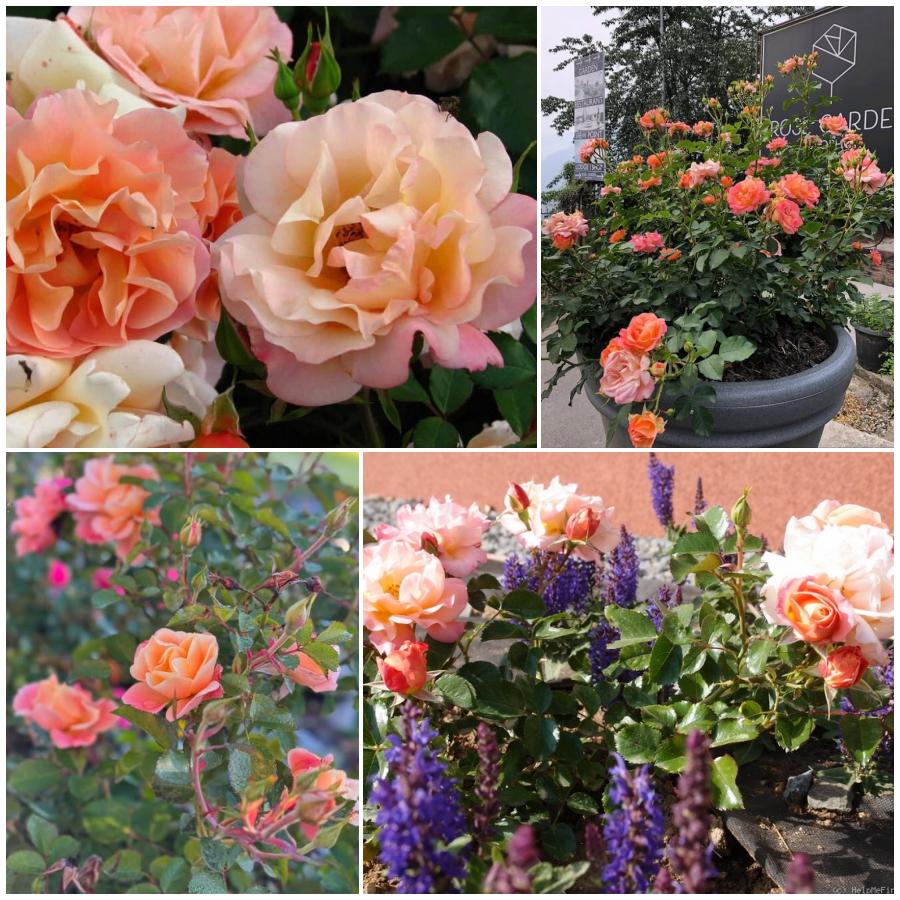 Cubana róże okrywowe